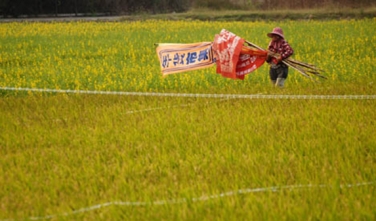 歲月皺褶邊的花蕊(系列之28)